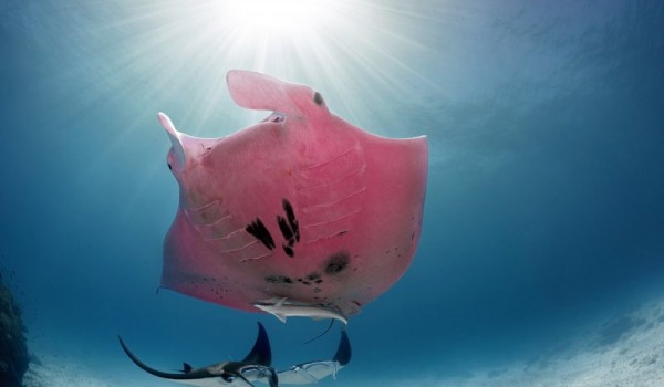 У Большого Барьерного рифа заметили единственного в своём роде розового ската (5 фото)