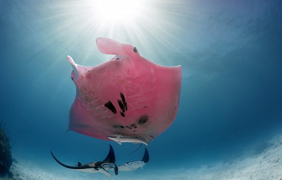 У Большого Барьерного рифа заметили единственного в своём роде розового ската (5 фото)
