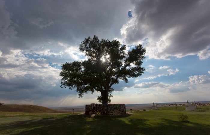Российский тополь занял третье место на конкурсе лучших деревьев Европы