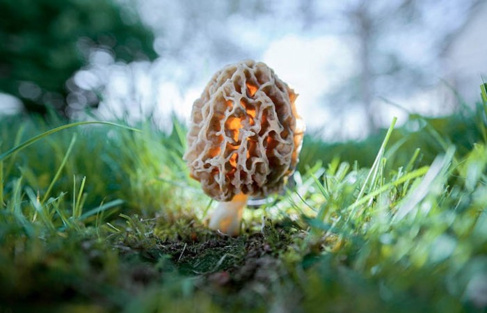 ТОП-30+ фотографий самых красивых грибов в мире