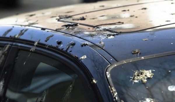 Каким образом птичий помет вредит кузову автомобиля и как его можно легко убрать