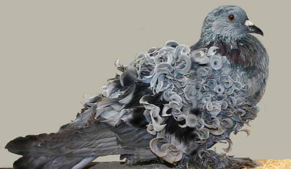 Голуби Frillback: порода декоративных голубей с вьющимися от природы перьями (5 фото + 2 видео)