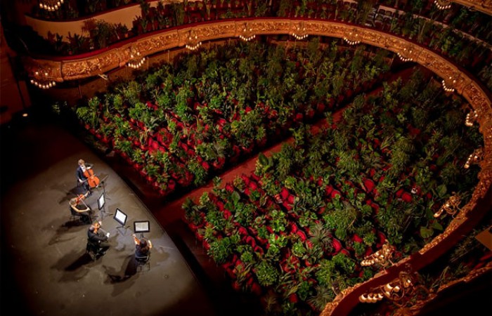 В Барселонском оперном театре дали первый посткарантинный концерт для... 2292 растений (7 фото)