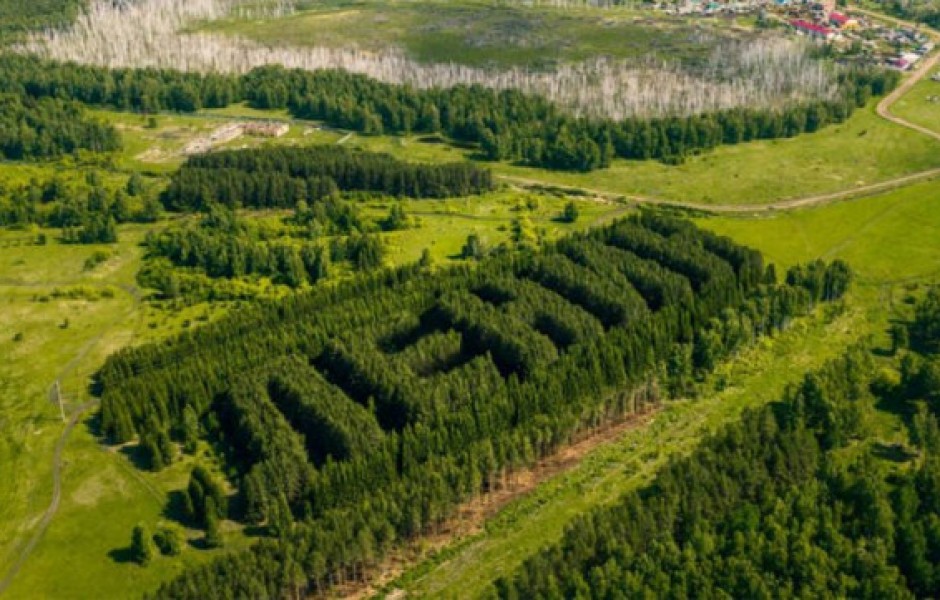 Дрон-фотограф запечатлел искусственный лес, высаженный словом 