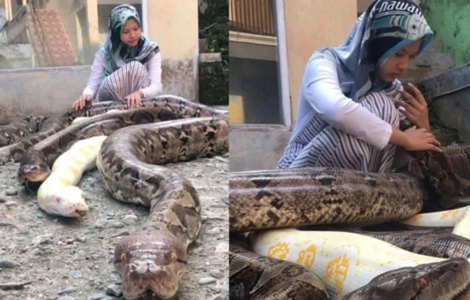 14-летняя индонезийка держит в качестве домашних животных 6 гигантских питонов (6 фото)