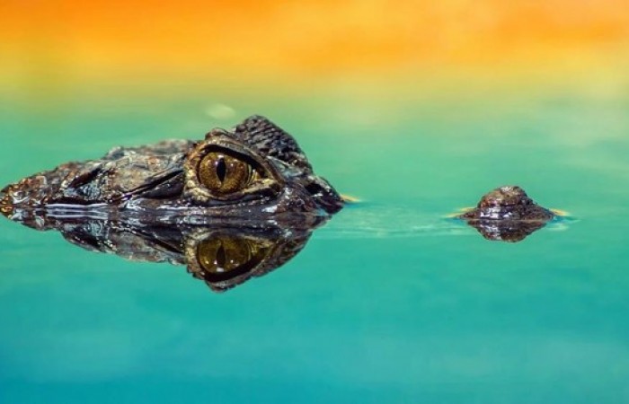 5 удивительных фактов о крокодилах
