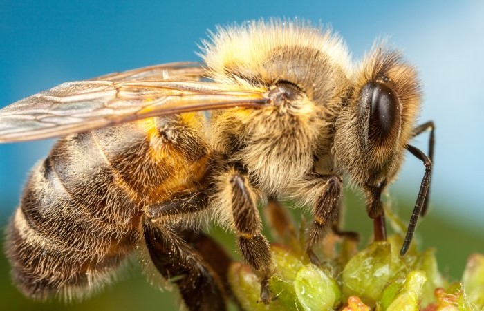 8 Интересных фактов о пчелах (5 фото)