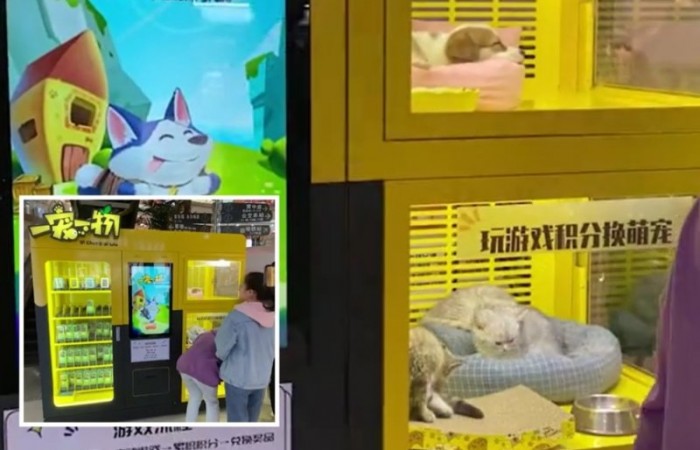 В Китае появились игровые автоматы с живыми котятами и щенками, которые вызвали гнев в соцсетях