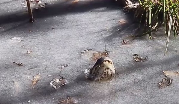 Как крокодилы живут зимой подо льдом (2 фото + 1 видео)