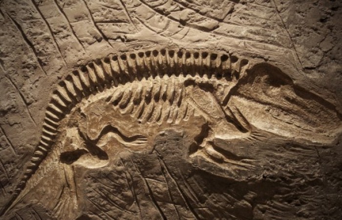 Самые интересные находки в окаменелостях