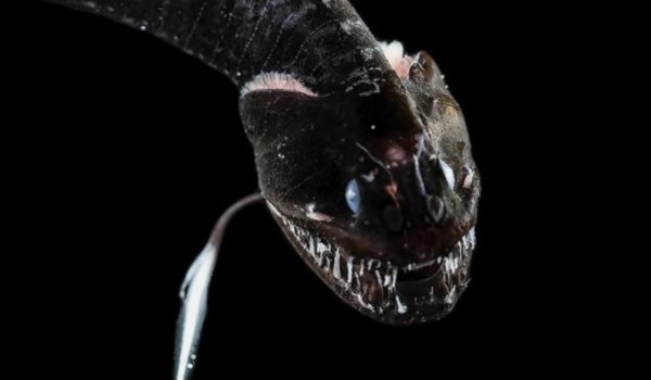 Ученые обнаружили ультра-черных хищных рыб, которые поглощают 99,6% света