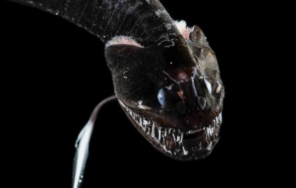 Ученые обнаружили ультра-черных хищных рыб, которые поглощают 99,6% света