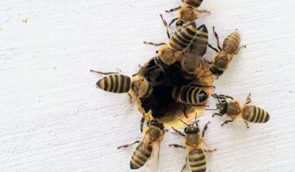 Что случится, если пчела укусит пчелу?