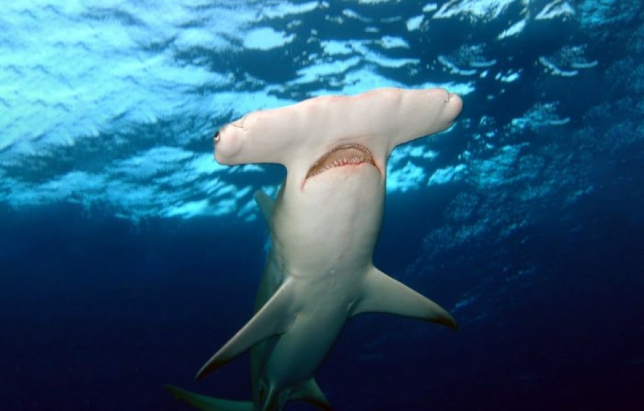 Для чего акуле нужна голова-молот?
