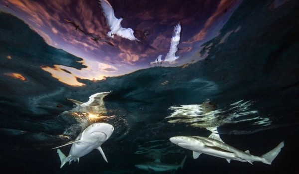 Победители конкурса на лучшего подводного фотографа 2021 года (20 фото)