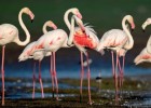 Почему фламинго стоят на одной ноге