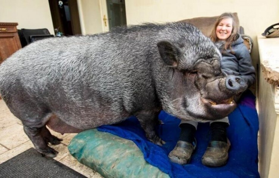 Огромная свинья проживает прямо в доме своих хозяев (9 фото)
