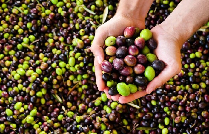 Чем оливки отличаются от маслин?