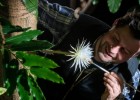 Cеленицереус — царица ночи: редчайший цветок впервые распустился в Англии, вызвав восторг по всему миру