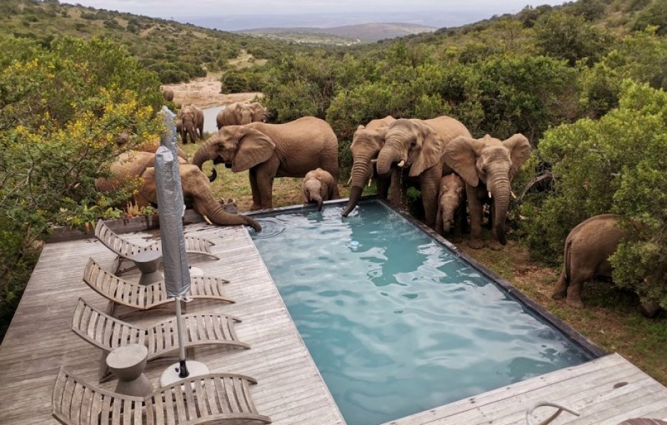 Стадо слонов приходит освежиться к бассейну в ЮАР