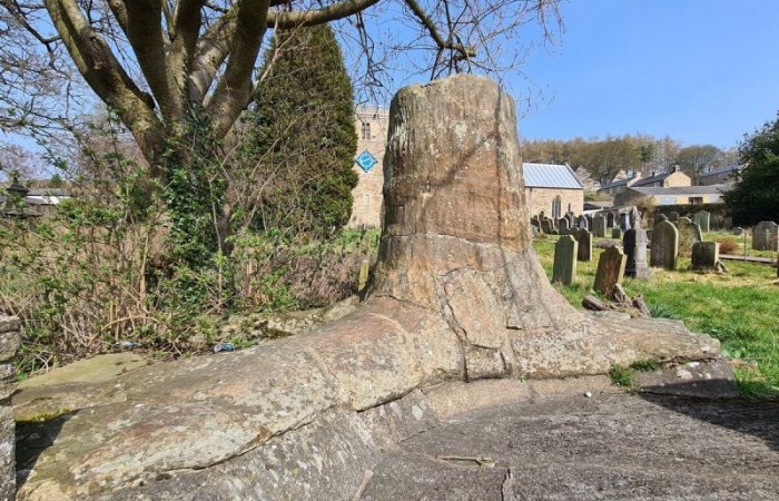 Ископаемое дерево Стэнхоуп в Англии