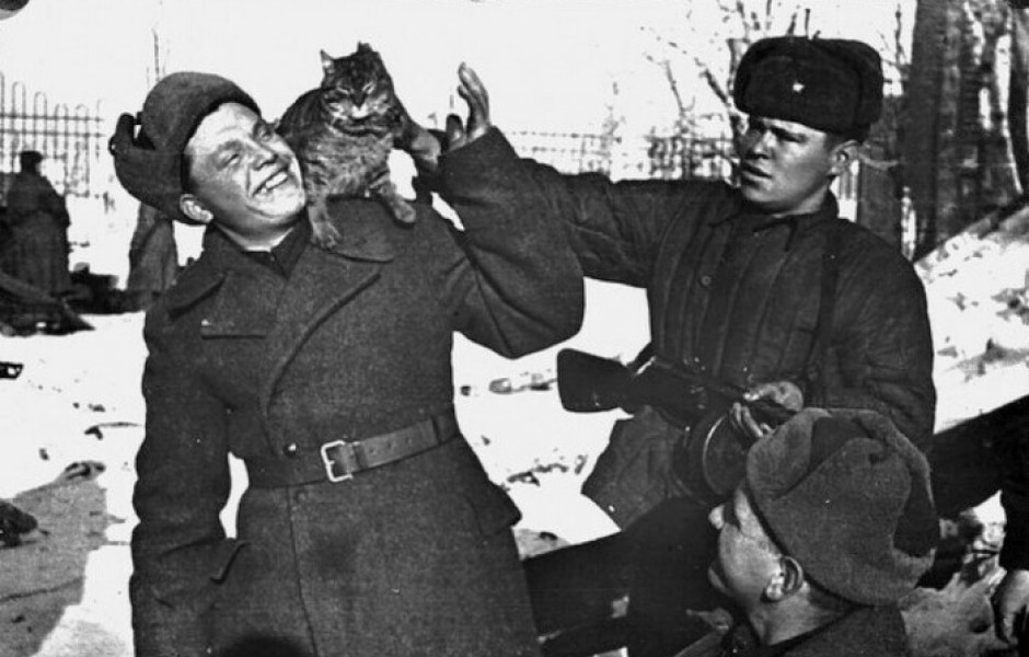 Как коты спасали советских солдат во Вторую мировую войну