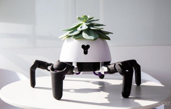Милый робот «выгуливает» домашние растения на солнце (7 фото)