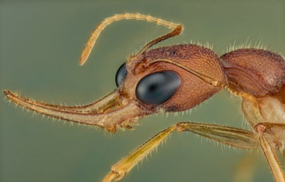 Некоторые муравьи умеют менять размер своего мозга. Для чего они это делают?