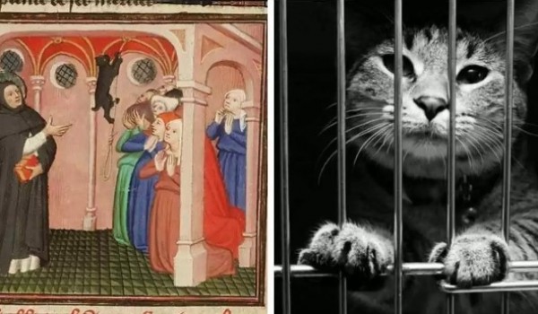 Почему католическая церковь испытывала неприязнь к кошкам