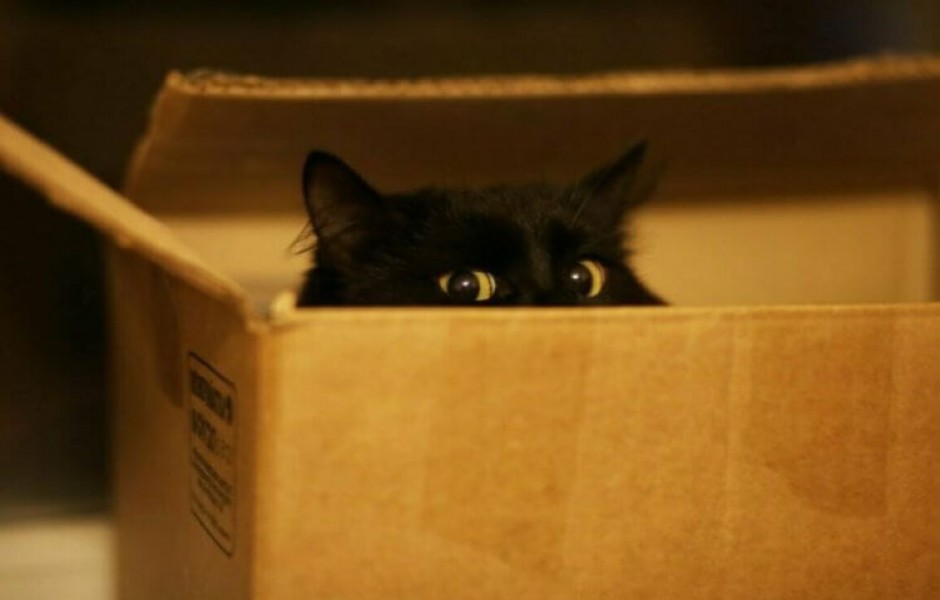 Почему кошки любят сидеть в коробках?