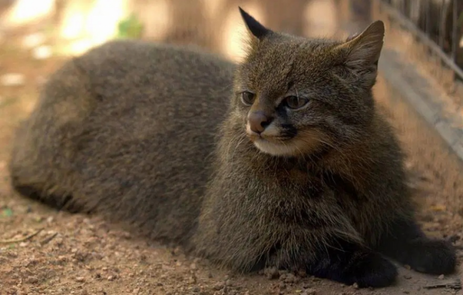 Пампасская кошка: Эффективнее ягуара. Вечно недовольный кот убивает добычу почти в 100% случаев (11 фото)