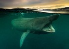 15 завораживающих снимков, победивших в конкурсе Подводной фотографии 2021