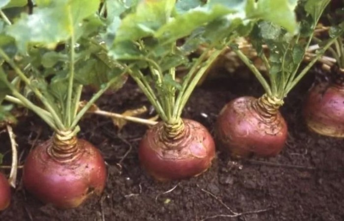 Что русские выращивали в огороде до появления картошки и помидор