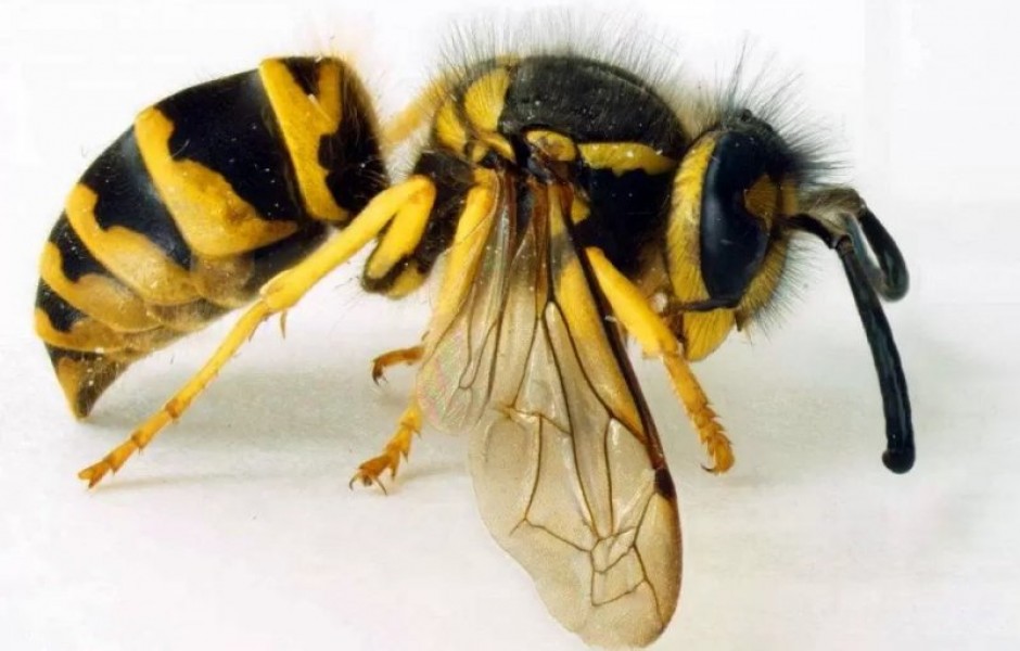 25 самых опасных насекомых на планете