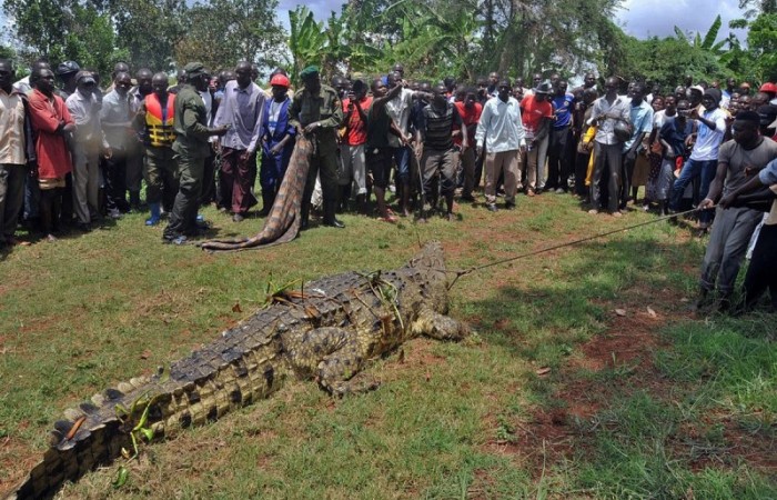 75-летний крокодил «Усама», который съел 80 человек