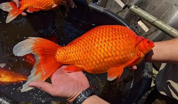 Эксперты предупреждают, что золотые рыбки, выпущенные в озеро, вырастают до огромных размеров и становятся опасными