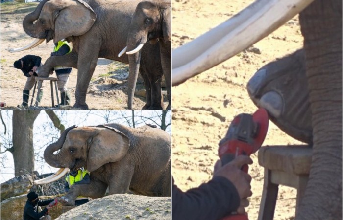Вы видели, как слонам педикюр делают?
