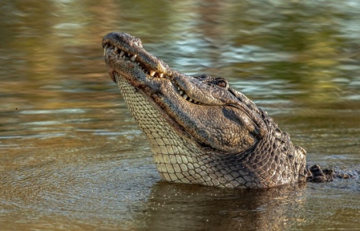 5 вещей, которые крокодилы делать не умеют и вряд ли научатся Источник: https://novate.ru/blogs/140921/60538/