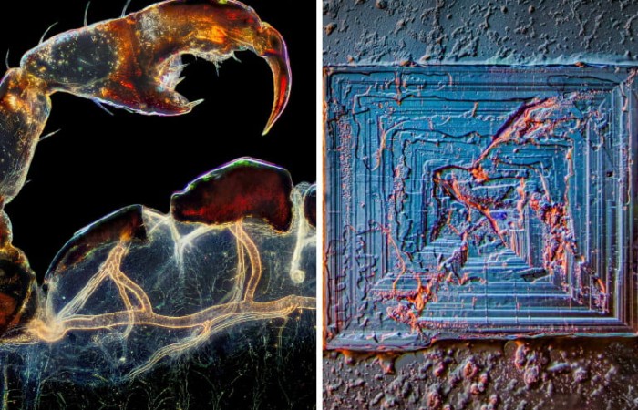 Эти изображения раскрывают природу в микроскопических деталях