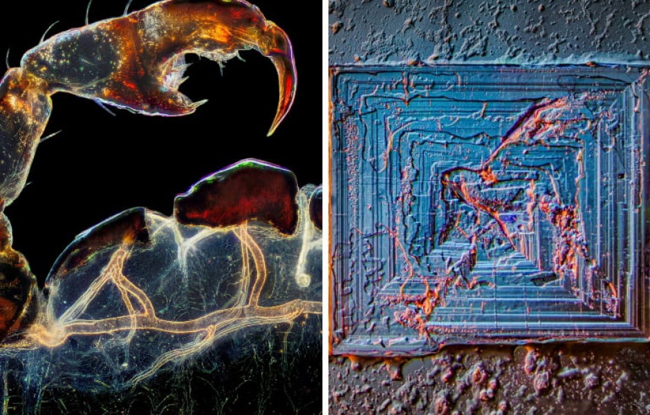 Эти изображения раскрывают природу в микроскопических деталях