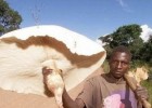 Термиты выращивают в Африке гигантские грибы, которые кормят целые семьи