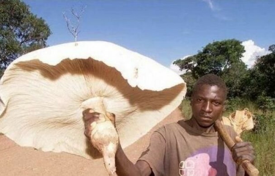 Термиты выращивают в Африке гигантские грибы, которые кормят целые семьи