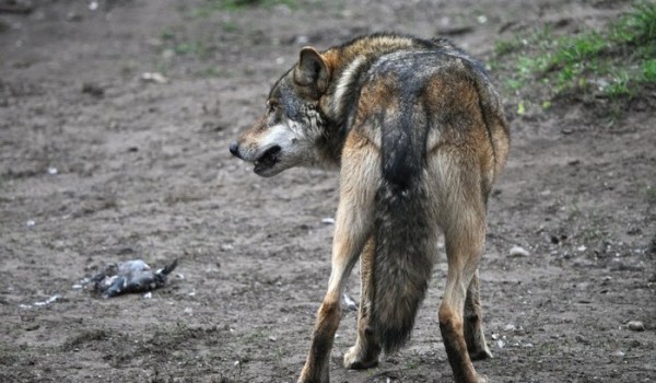 Охотник или добыча: кого в лесу боится серый волк