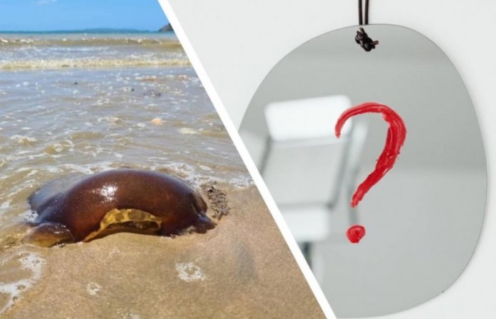 Томатная медуза или дьявольский кошелек? В сети пытаются разгадать эту загадку