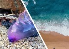 Смертельно опасные для человека фиолетовые существа были найдены у берегов Англии, длина её щупальцев — 50 метров