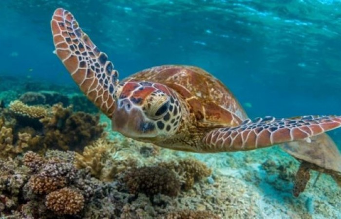 Интересные факты про морских черепах (10 фото)