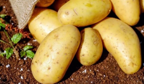 Топ-10: Важные факты про картофель