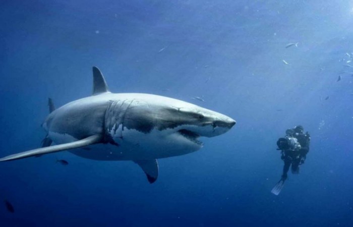 10 видов самых больших акул в мире