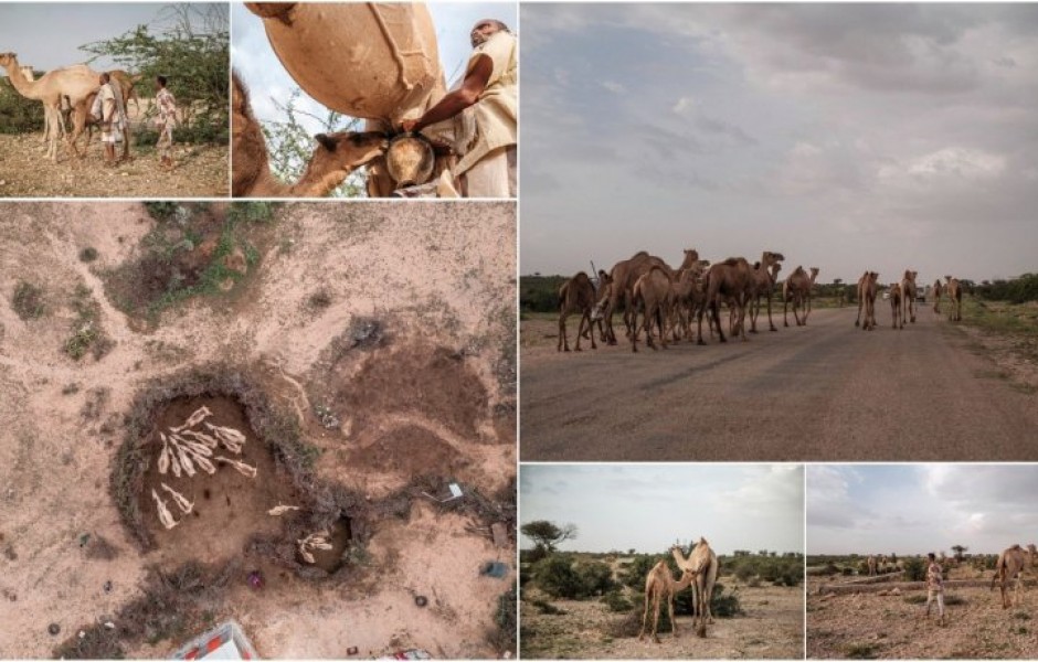 Верблюды — дар богов: в Сомалиленде они дают молоко, мясо и силу