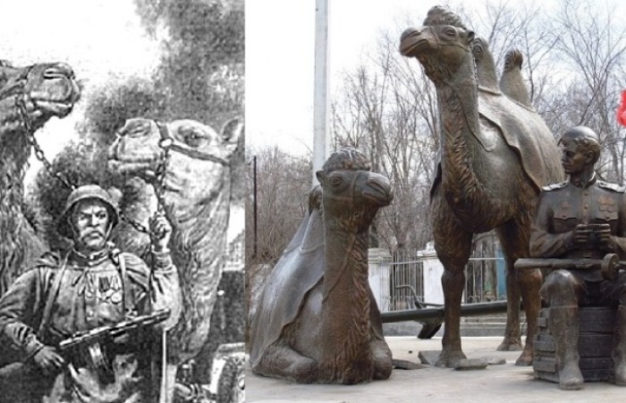 Как верблюды помогали Красной армии в годы Великой Отечественной войны